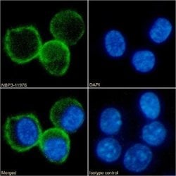 B7-1/CD80 Rabbit anti-Mouse, Clone: RM80, Novus Biologicals 0.025 mg; Unconjugated:Antibodies,